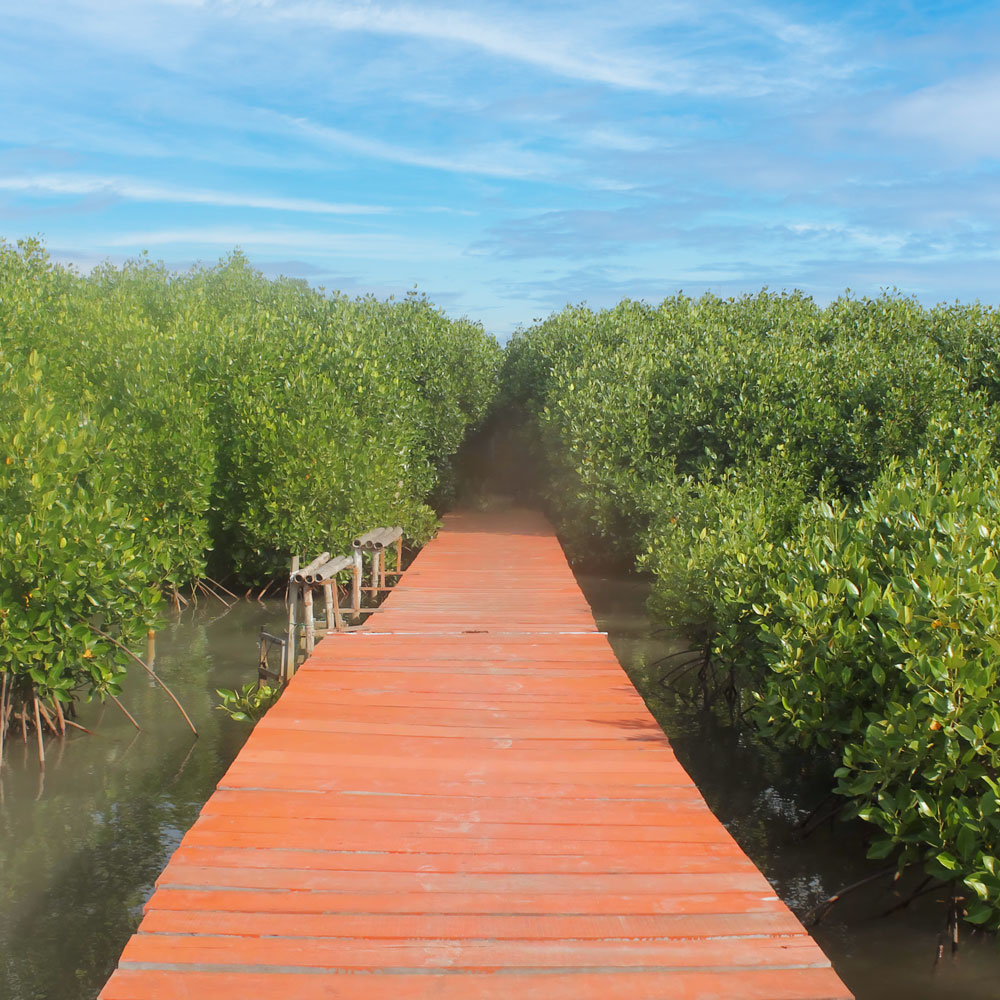Kawasan Hutan Mangrove